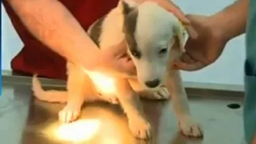 București: Aproape 1.500 de câini înregistrați la ASPA în ultima lună