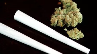 Culturi de canabis, descoperite în Gorj și Vâlcea în urma unor percheziții: Mai mulți suspecți au fost duși la audieri