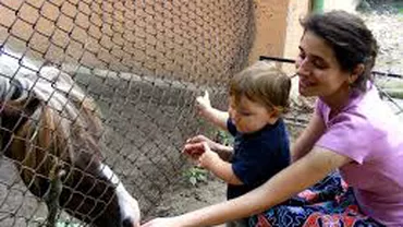 Timișoara: Ponei grav bolnav la ZOO, din cauza snacks-urilor și pufuleților vizitatorilor