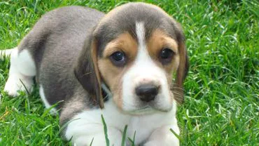 Autoritatea pentru Supravegherea și Protecția Animalelor: Bucureștenii își pot steriliza gratuit câinii în 23 de cabinete veterinare