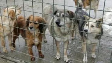 ASPA se lăuda cu strângerea câinilor din parcuri cu doar o săptămână înaintea tragediei de lângă Parcul Tei