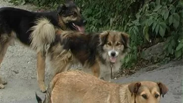 Coordonatorul ASPA: Copilul ucis de câini în Capitală se afla pe un teren privat. Animalele, îngrijite de iubitorii din împrejurimi (VIDEO)