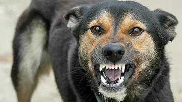 ASPA: Câinele care a ucis un copil de 4 ani aparţinea unui ONG şi era sterilizat din anul 2008