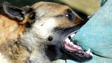 O nouă victimă a maidanezilor: O femeie de 63 de ani, mușcată de un câine în București