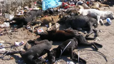 Zeci de câini au fost otrăviţi în Moreni, judeţul Dâmboviţa, la câteva zile după ce un copil a fost ucis de un maidanez
