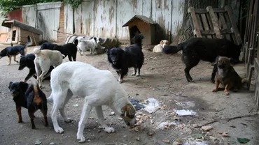 Consilierii Generali au votat ca maidanezii să fie eutanasiați în 7 zile de la prindere: Comisiile parlamentare stabiliseră un termen de 14 zile