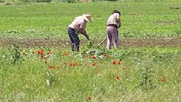 APIA: Subvenţia acordată agricultorilor pentru 2013 va fi mai mare decât cea de anul trecut