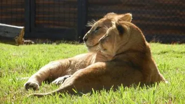 Patru feline de la Grădina Zoologică Onești vor fi duse într-o rezervație din Africa de Sud