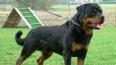 Suceava: Copil muşcat de mai multe ori de un câine scăpat din lanţ