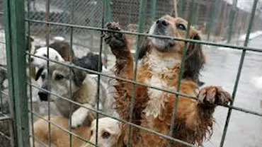 Sute de câini, ridicați de pe străzi în Ploiești în ultimele zile: Adăpostul din oraș este suprapopulat, iar autoritățile au sistat adopțiile