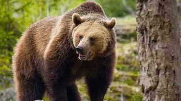 Două persoane au fost atacate de o ursoaică în județul Dâmbovița