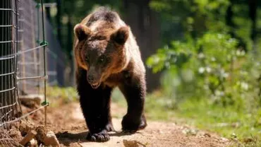 Dâmbovița: Un bărbat se află în stare gravă după ce a fost mușcat de un urs (VIDEO)