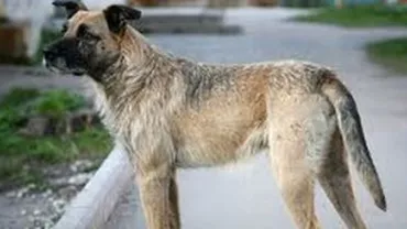 Timiș: Zeci de câini au fost otrăviți cu Furadan în ultimele 10 zile