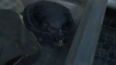 O broască țestoasă prevede cutremurele din Vrancea: Specialiștii o monitorizează la Observatorul Seismologic din Vrâncioaia (VIDEO)