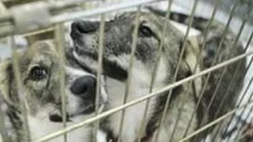 Ajutor de câte 20 de kg de mâncare pentru animale pentru fiecare cetățean care adoptă câini din adăposturile Primăriei Capitalei