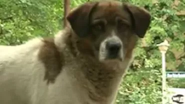 O femeie din Iași a fost despăgubită după ce a fost mușcată de un câine maidanez (VIDEO)