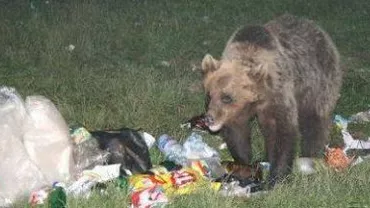 Un urs care căra trupul unui bărbat în Bucegi a fost alungat de salvamontiști