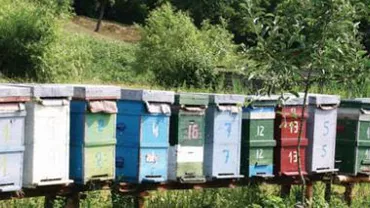 Alba: Polițiștii cercetează mai multe persoane, acuzate că au furat peste 550 de stupi cu albine