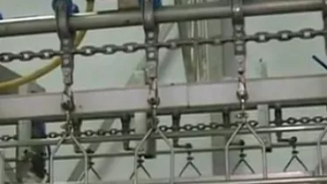 Imagini în exclusivitate de la abatorul de unde a plecat carnea de pui cu șoareci vii și excremente (VIDEO)