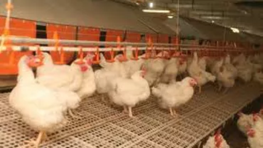 Administratorul Avicola Călăraşi: Suspiciunea de salmonella din septembrie nu s-a confirmat