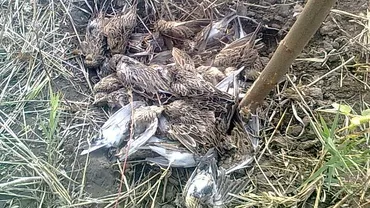 Ialomiţa: Italian prins cu peste 5.000 de ciocârlii, după partide de vânătoare ilegale