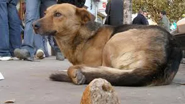 Un alt copil a fost mușcat de un câine maidanez, la Timișoara