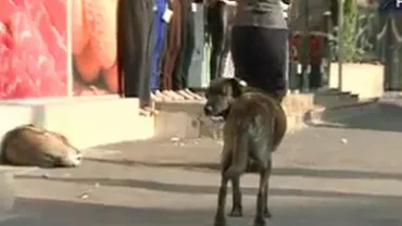 Maidanezii din zona Parcul Tei au lovit din nou: O femeie de 60 de ani, internată în spital cu răni serioase