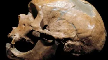 Virusuri ale omului de Neanderthal, regăsite în ADN-ul uman modern