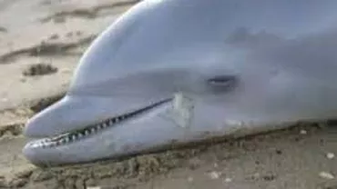 Un delfin mort a fost găsit pe o plajă din Mamaia