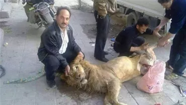 Rebelii sirieni au mâncat leul de la grădina zoologică, pentru a nu muri de foame