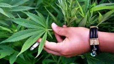 Arad: Şapte persoane, condamnate la închisoare după ce au cultivat canabis într-o fostă fermă
