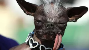 Elwood, declarat în 2007 cel mai urât câine din lume, a murit la opt ani