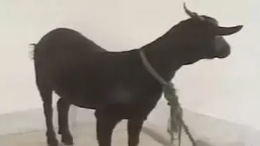 Kenya: Un bărbat care a violat o capră a fost condamnat la 10 ani de închisoare. Animalul, adus ca martor la tribunal (VIDEO)