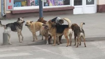 Timișoara: Un bărbat a fost atacat de o haită de câini, în zona Gării de Nord