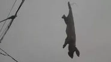 Gest macabru la Galați: Un purceluș mort a fost agățat de firele electrice