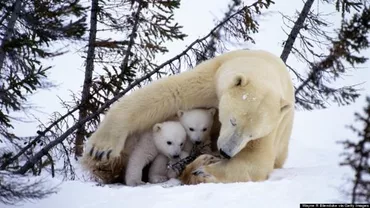 SUA: Ursul polar de la grădina zoologică din Chicago, mutat la adăpost, din cauza gerului