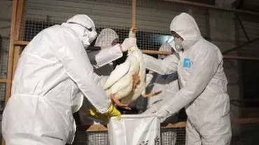 OMS a confirmat existența a șapte noi cazuri de gripă aviară în China