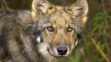 Argeș: Femeie la spital după ce a fost muşcată de un lup care a intrat în gospodăria sa