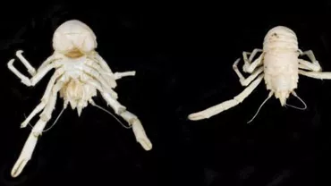 O nouă specie de homar a primit numele lui Nelson Mandela