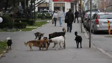 Mai multe indicatoare care să semnaleze prezența câinilor fără stăpân ar putea fi instalate în Timișoara