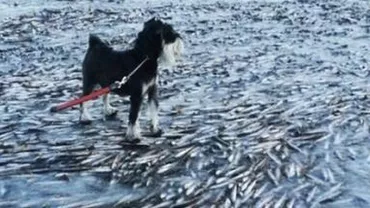 Norvegia: Un întreg banc de pești a înghețat în apropierea țărmului