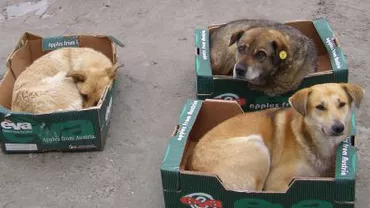 Timișoara: Eutanasierea câinilor fără stăpân ar putea începe săptămâna viitoare