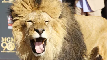 Leul Leo, mascota studiourilor MGM, şi-a lăsat amprentele în cimentul de la Hollywood