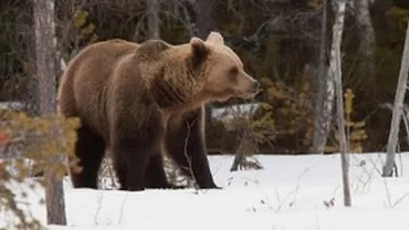 Dâmbovița: Ursul care a atacat un cabanier la Padina avea rabie