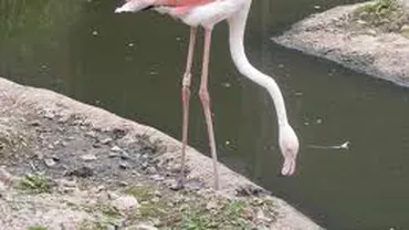 Cel mai bătrân flamingo roz din lume a murit, la vârsta de 83 de ani