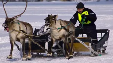 Rusia va avea echipe de salvare dotate cu reni, cămile şi măgari