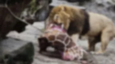 Gest controversat la o grădină zoo din Copenhaga: O girafă a fost ucisă, tranșată și aruncată la lei (VIDEO)