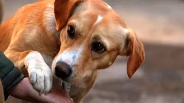 Toți cei 690 de câini din adăposturile Primăriei Sectorului 2, adoptați la distanță: Costul unei astfel de adopții se ridică la 77 de lei pe lună