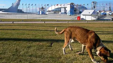 Adăpost pentru câinii maidanezi de la Soci, construit de un oligarh rus