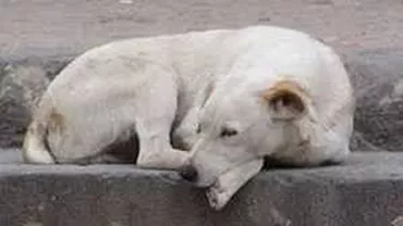 București: Hingherii au strâns de trei ori mai puțini maidanezi decât estima primarul Sorin Oprescu